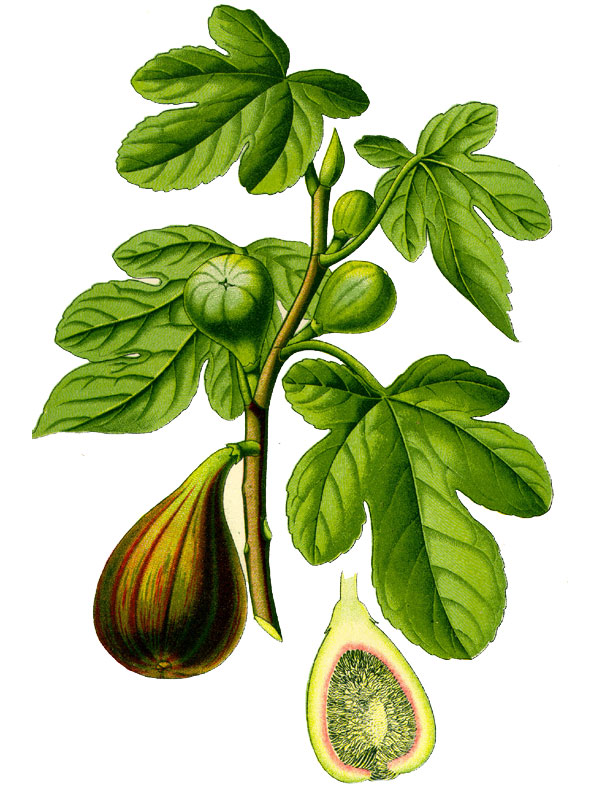 Ficus carica