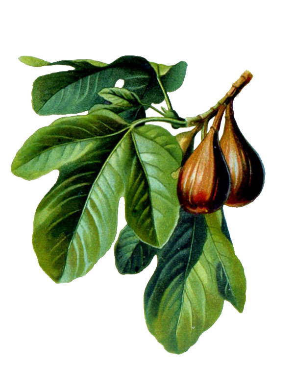 Ficus carica