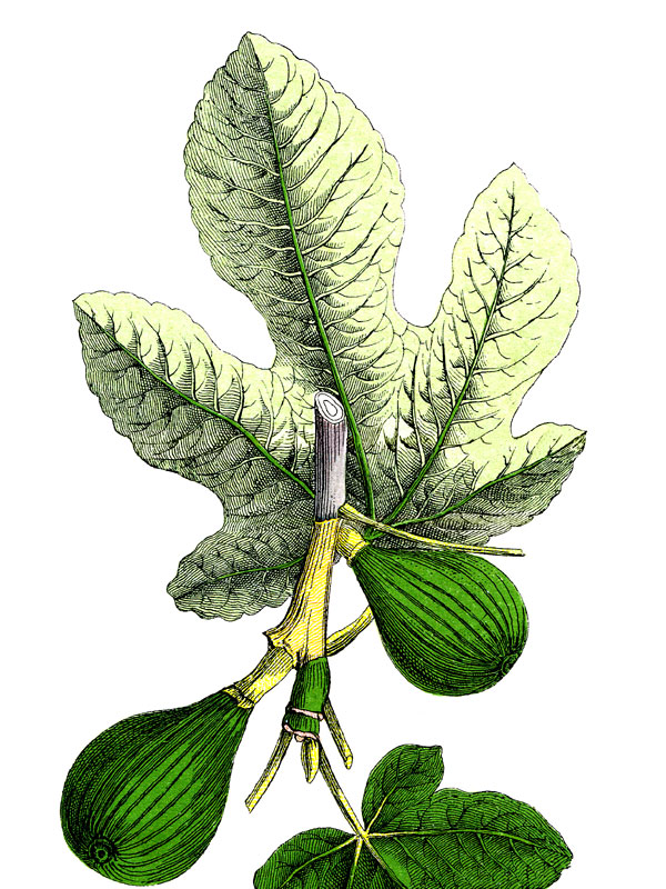 Ficus carica