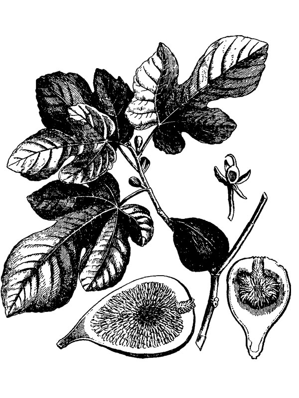 Ficus carica