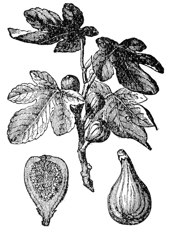 Ficus carica