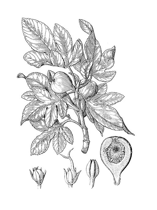 Ficus carica