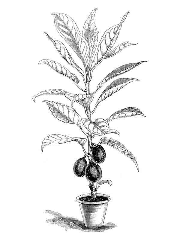 Ficus cooperi