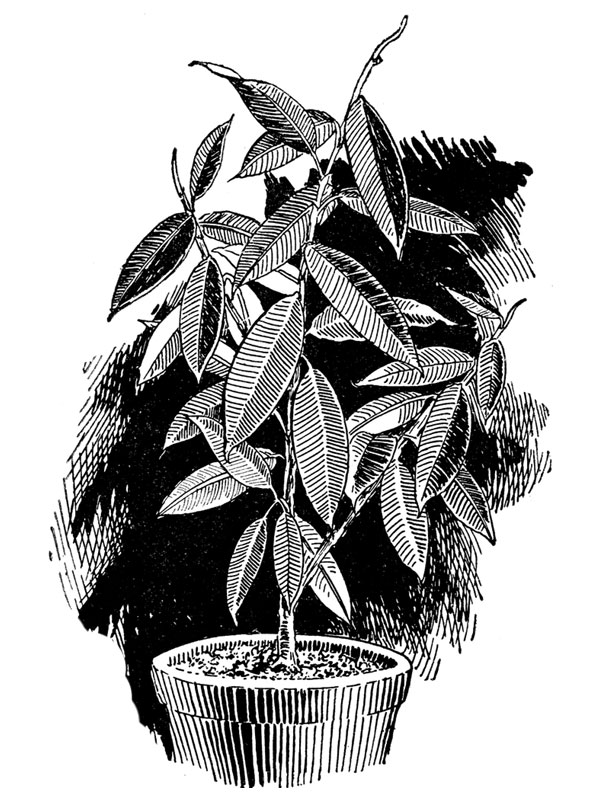 Ficus elastica