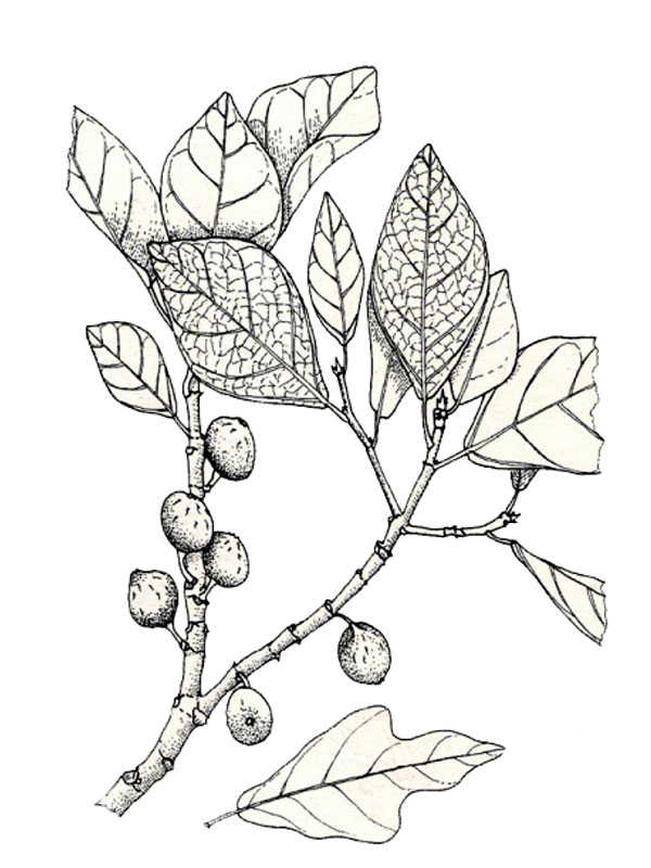 Ficus fraseri