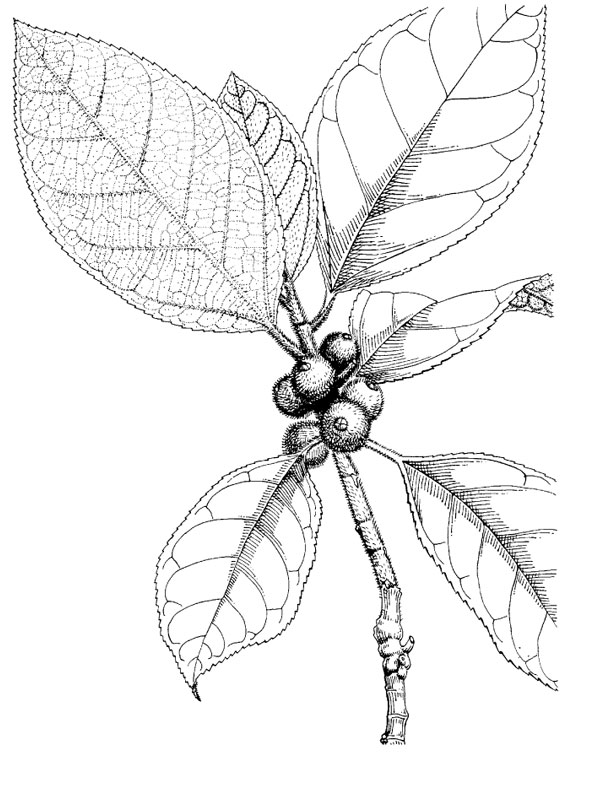 Ficus fulva