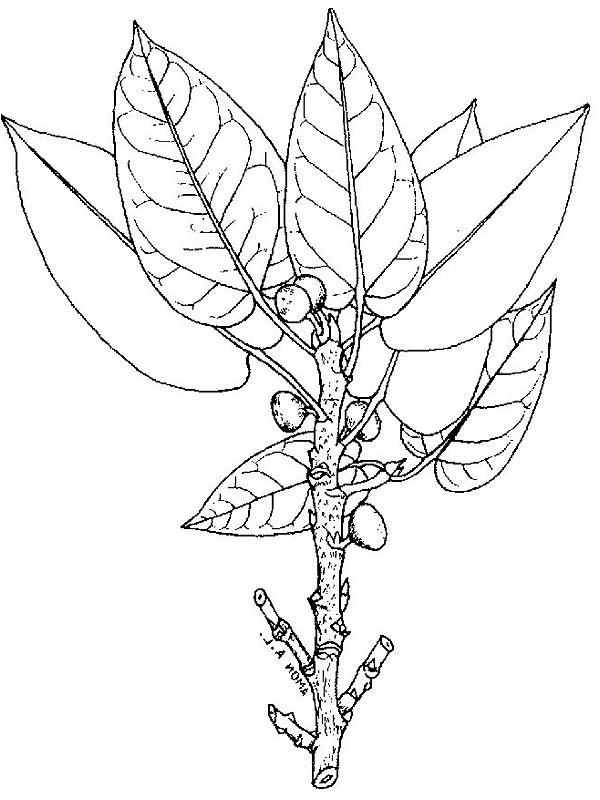 Ficus ingens