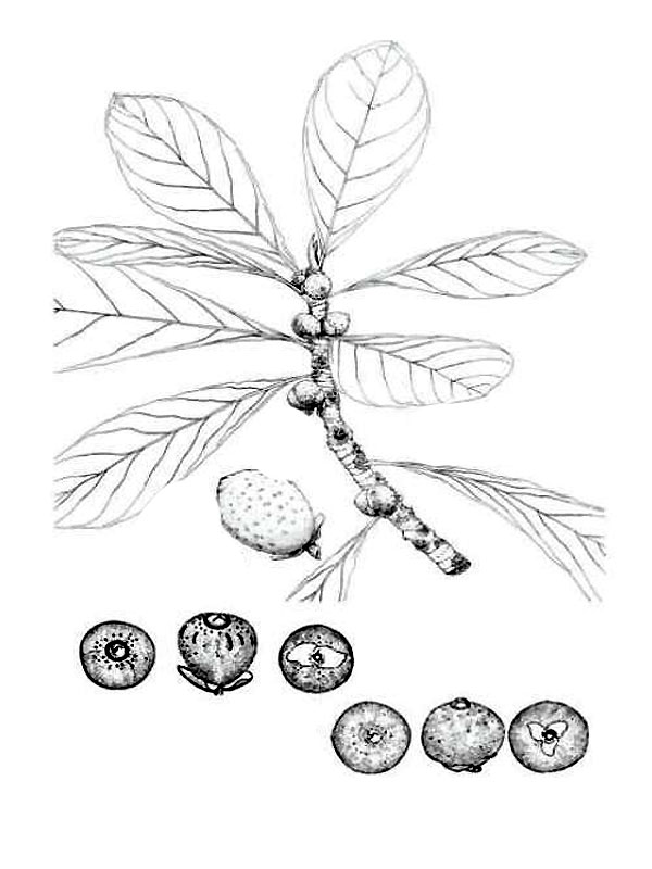 Ficus obtusifolia