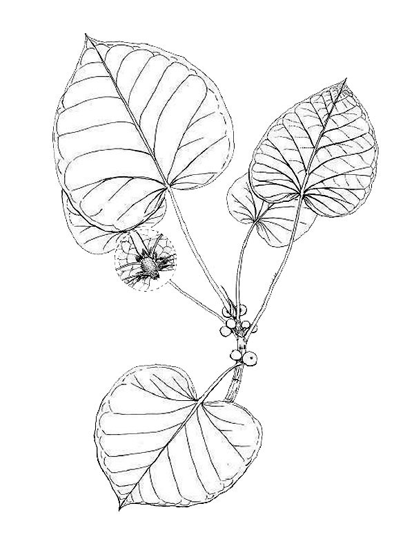 Ficus petiolaris