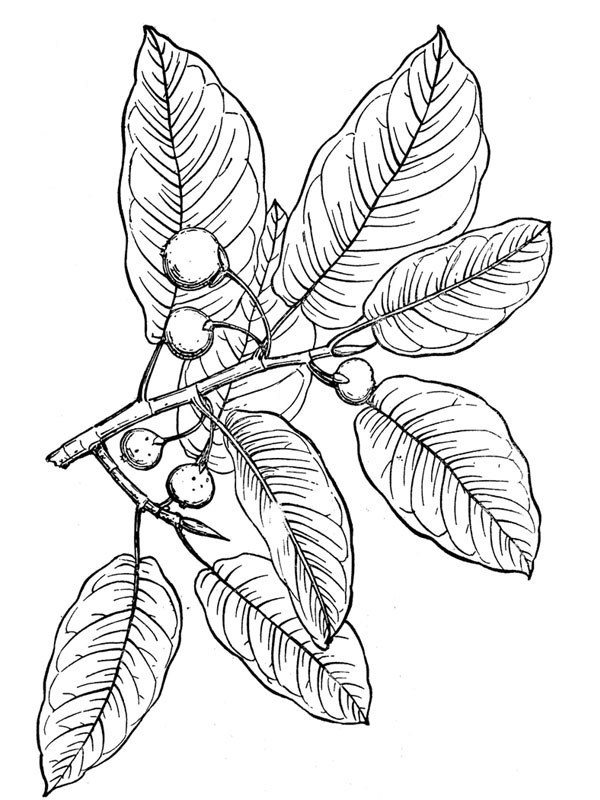 Ficus populnea