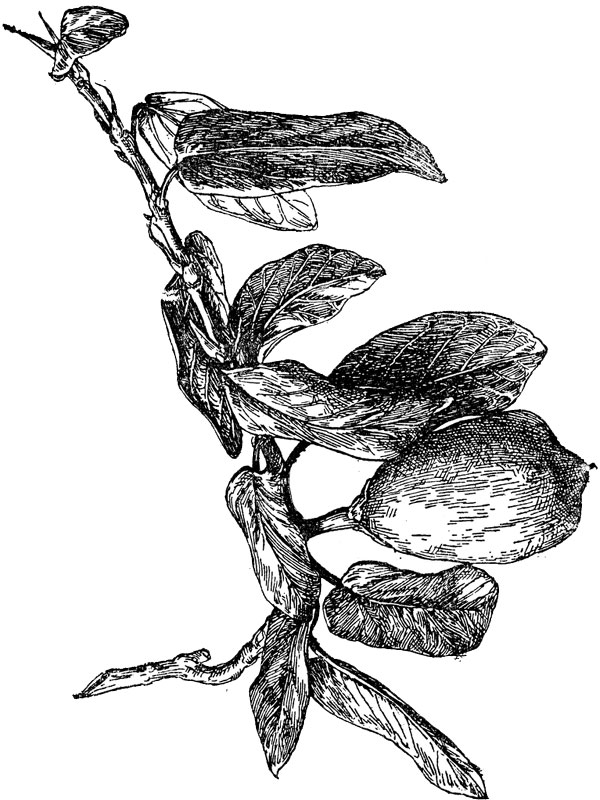 Ficus pumila