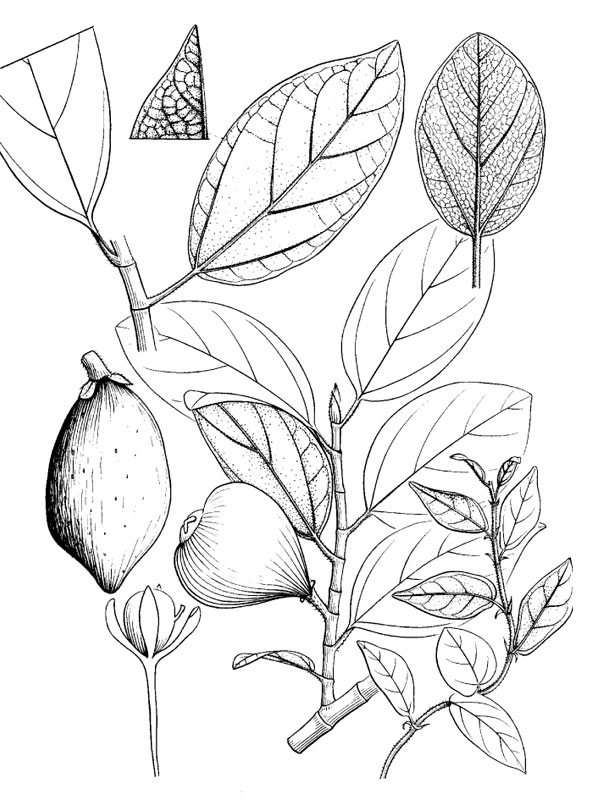 Ficus pumila