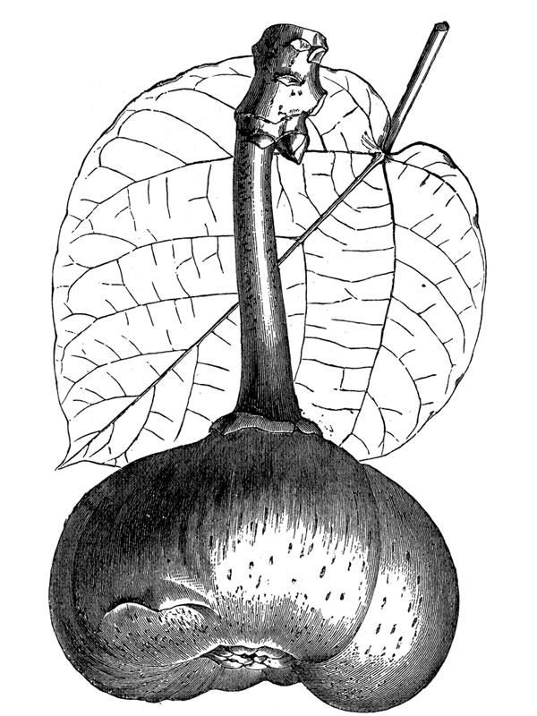 Ficus roxburghii