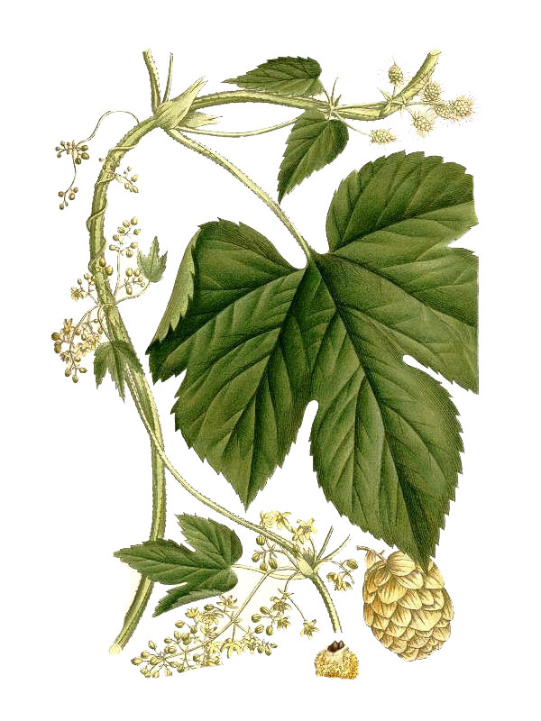 Humulus lupus