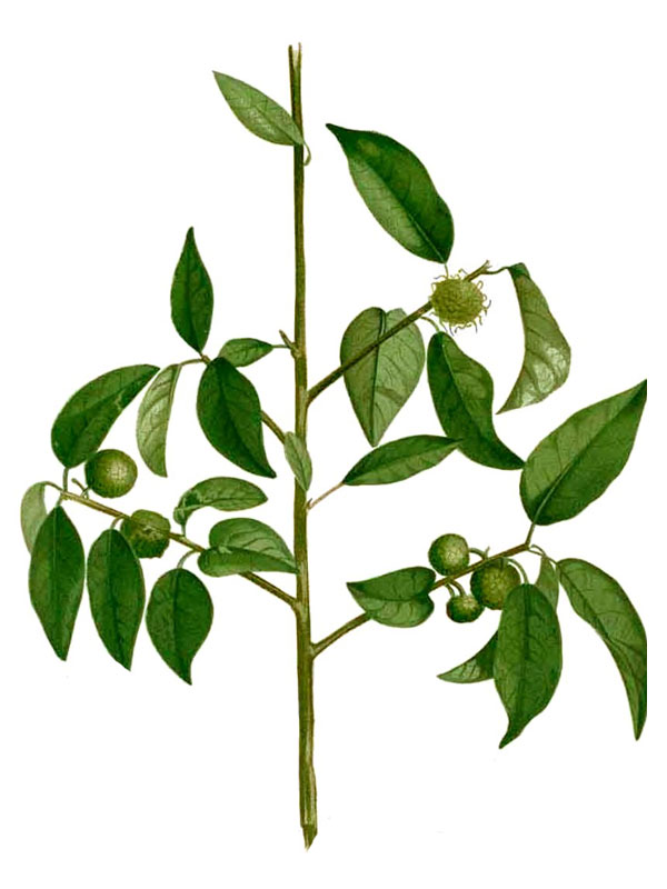 Maclura cochinchinensis