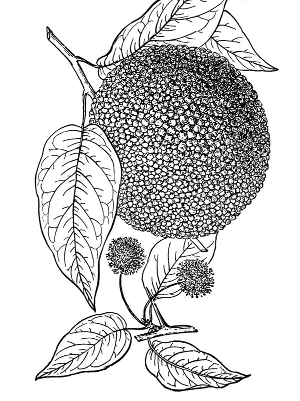 Maclura pomifera