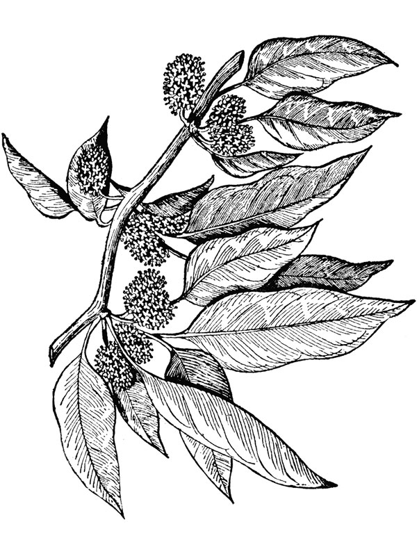 Maclura pomifera