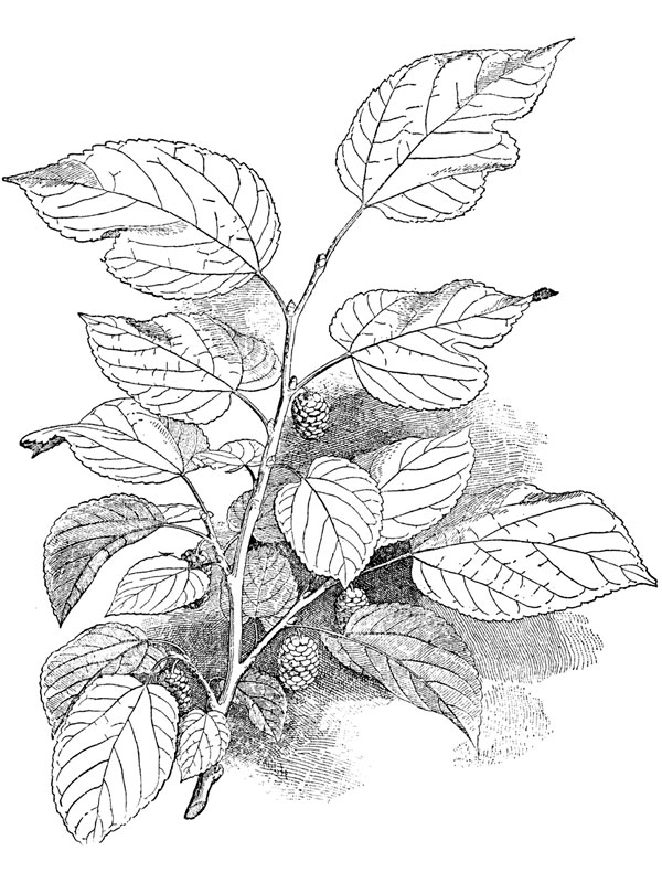 Morus alba