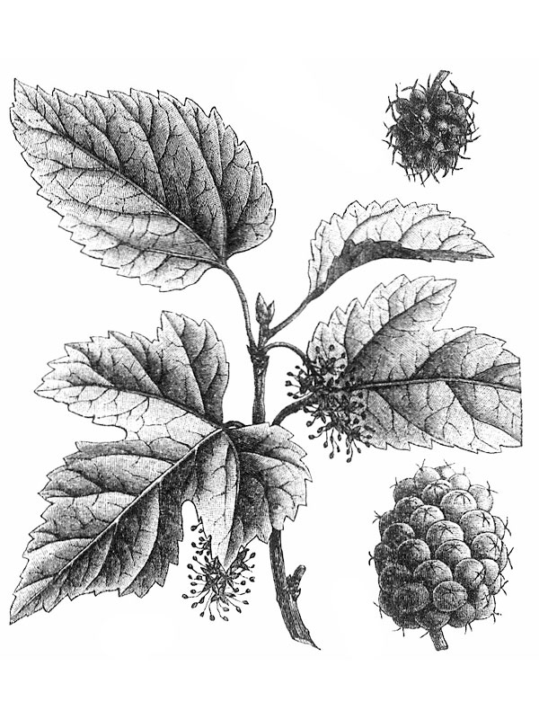 Morus alba