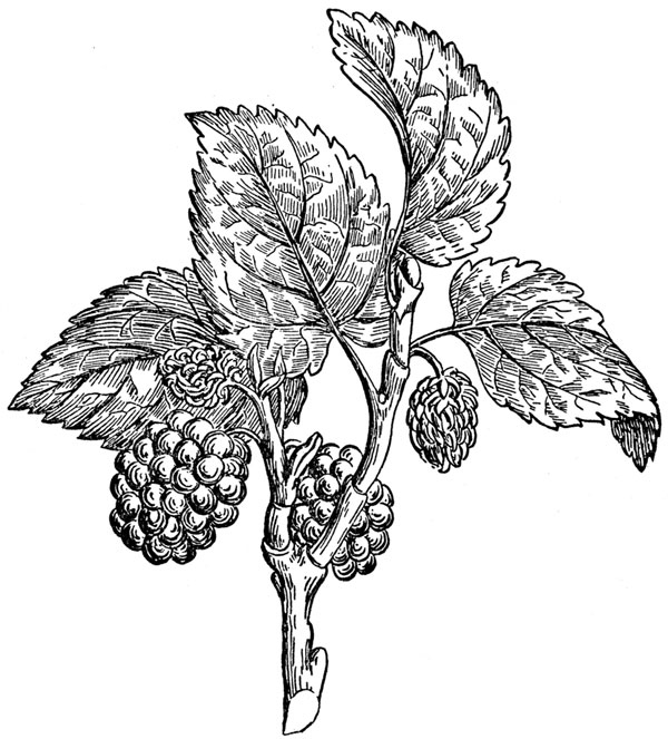 Morus alba