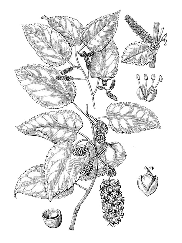 Morus alba