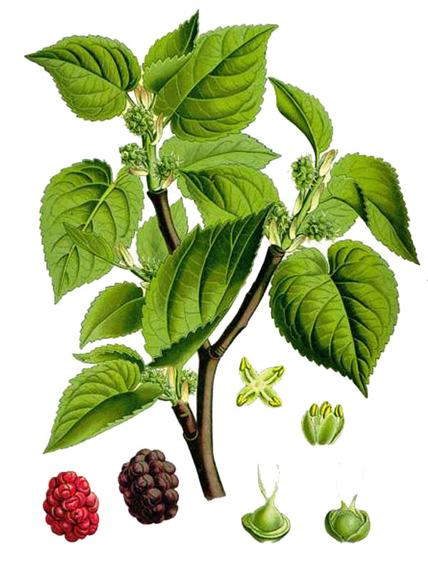 Morus nigra