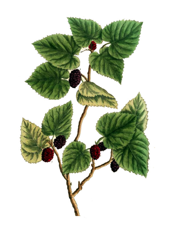 Morus nigra