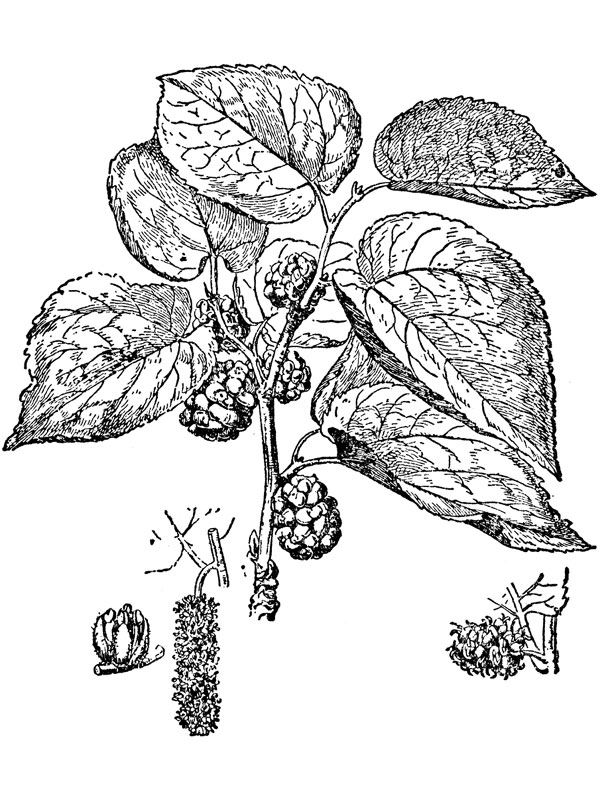 Morus nigra