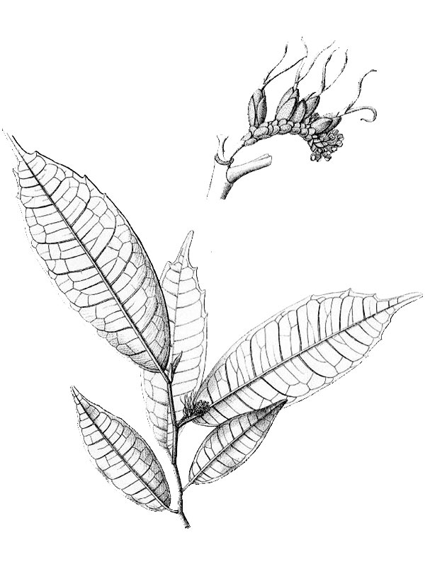 Sloetiopsis usambarensis