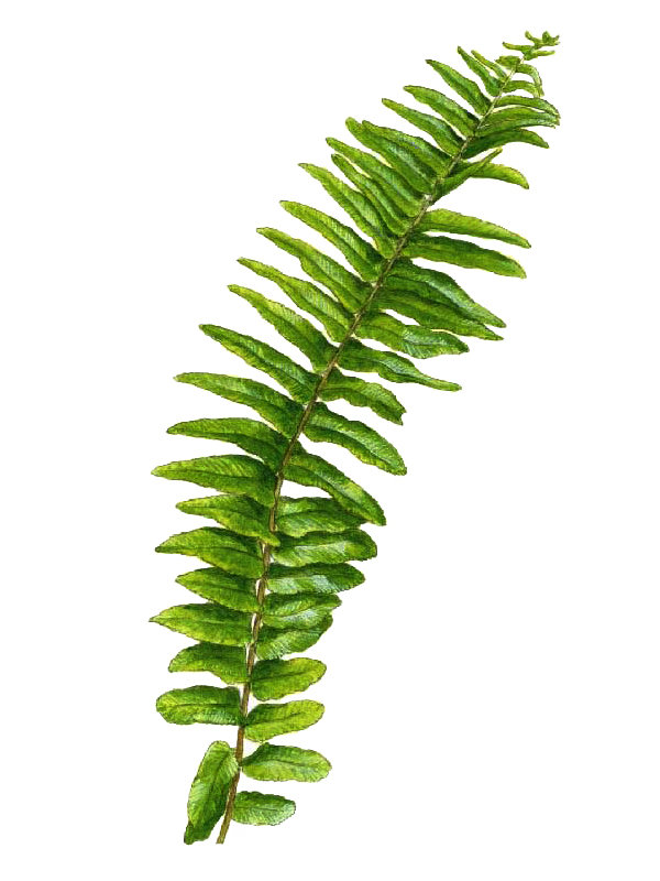 Nephrolepis exaltata