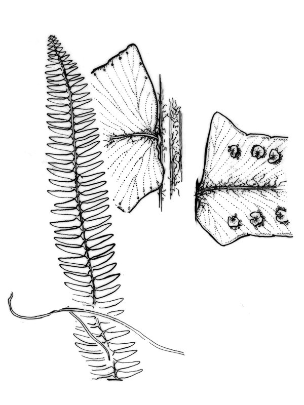 Nephrolepis exaltata