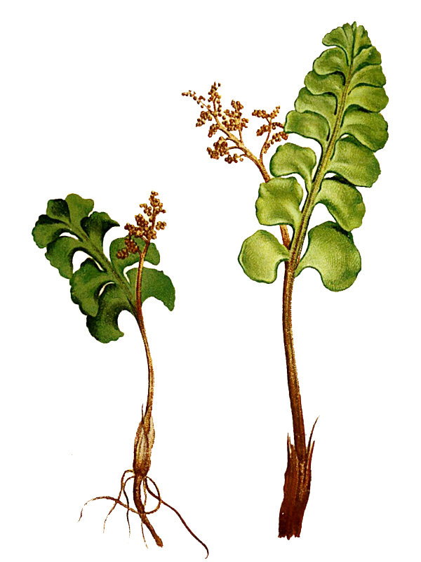 Botrychium lunaria
