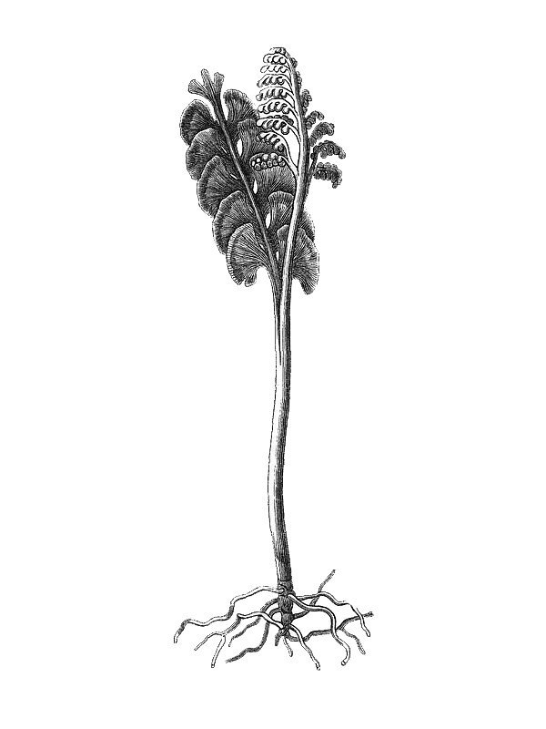 Botrychium lunaria
