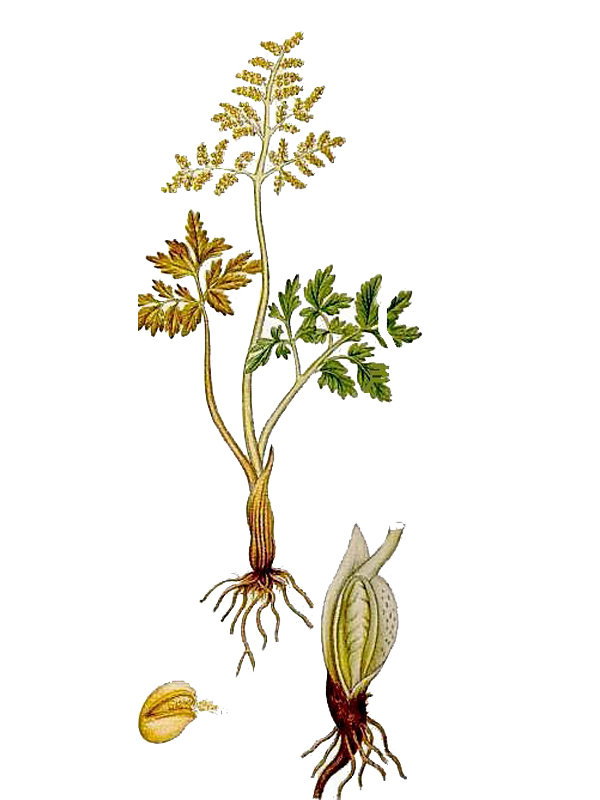 Botrychium matricariae