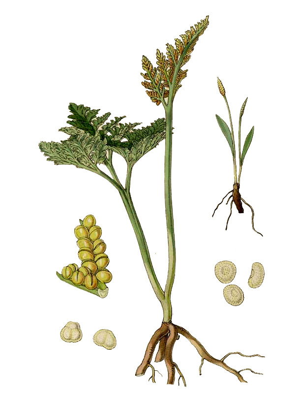 Botrychium virginianum