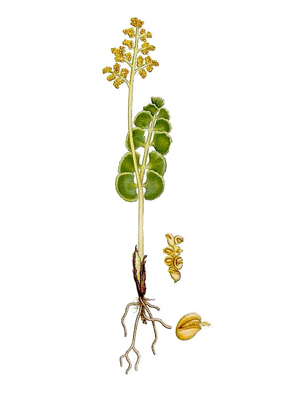 Botrychium vulgare