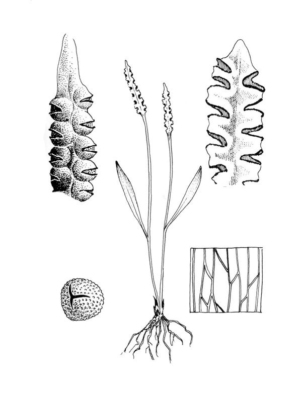 Ophioglossum lusitanicum