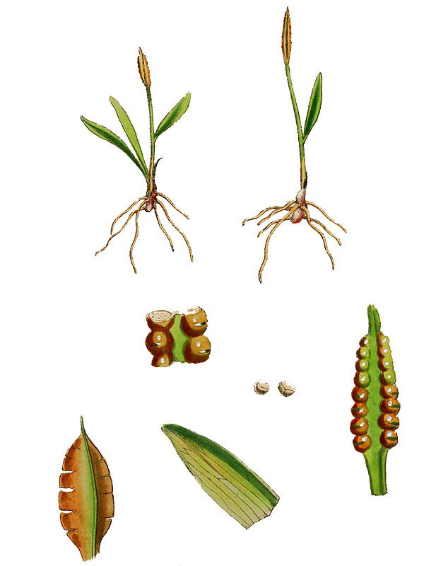 Ophioglossum lusitanicum