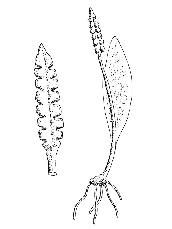 Ophioglossum lusitanicum