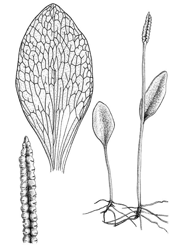 Ophioglossum pusillum