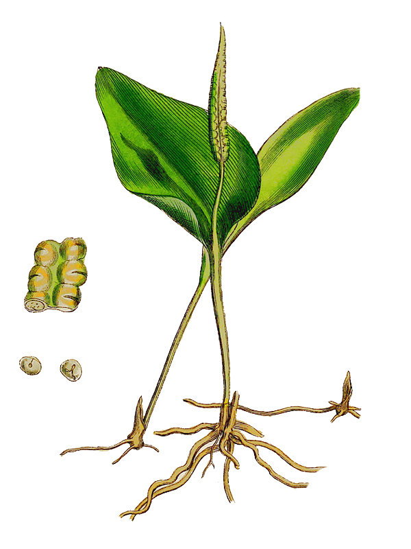 Ophioglossum vulgatum