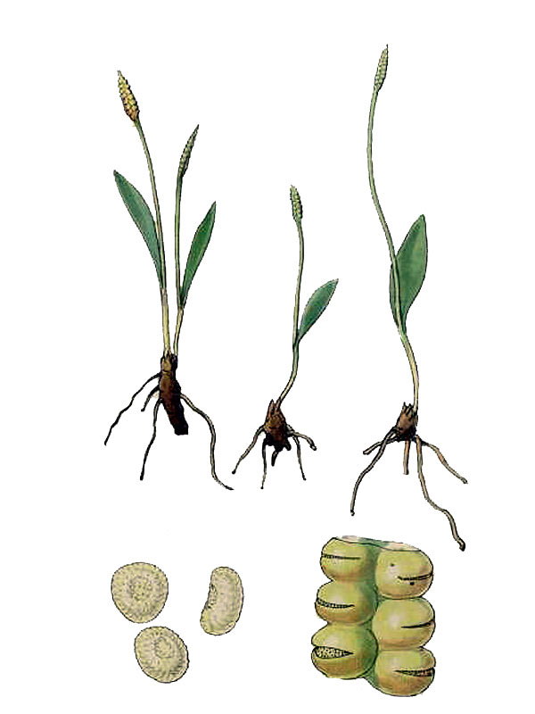 Ophioglossum vulgatum