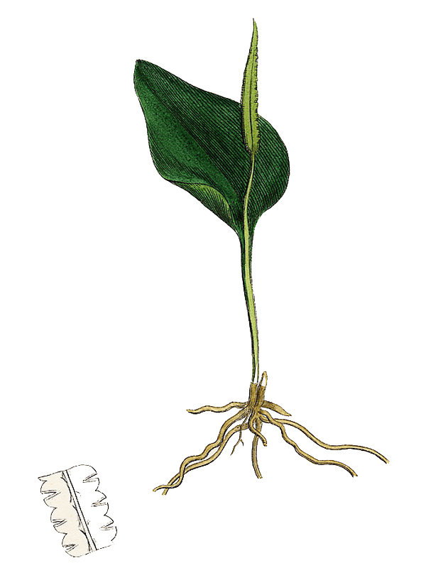 Ophioglossum vulgatum