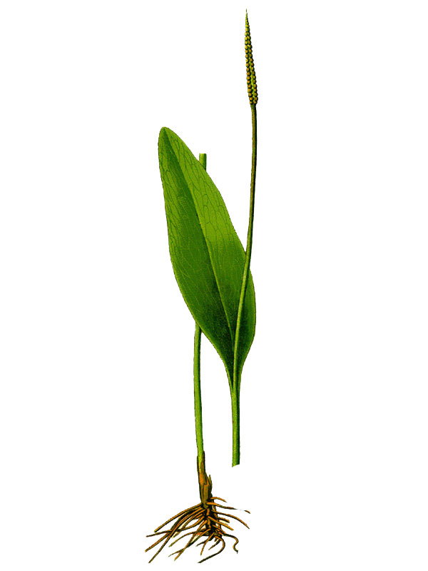 Ophioglossum vulgatum