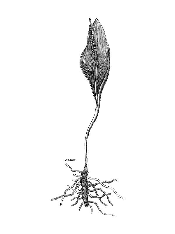 Ophioglossum vulgatum