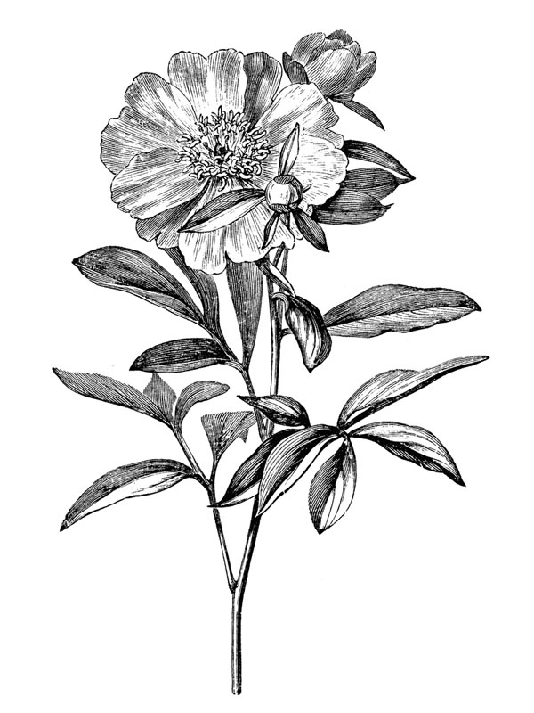 Paeonia albiflora