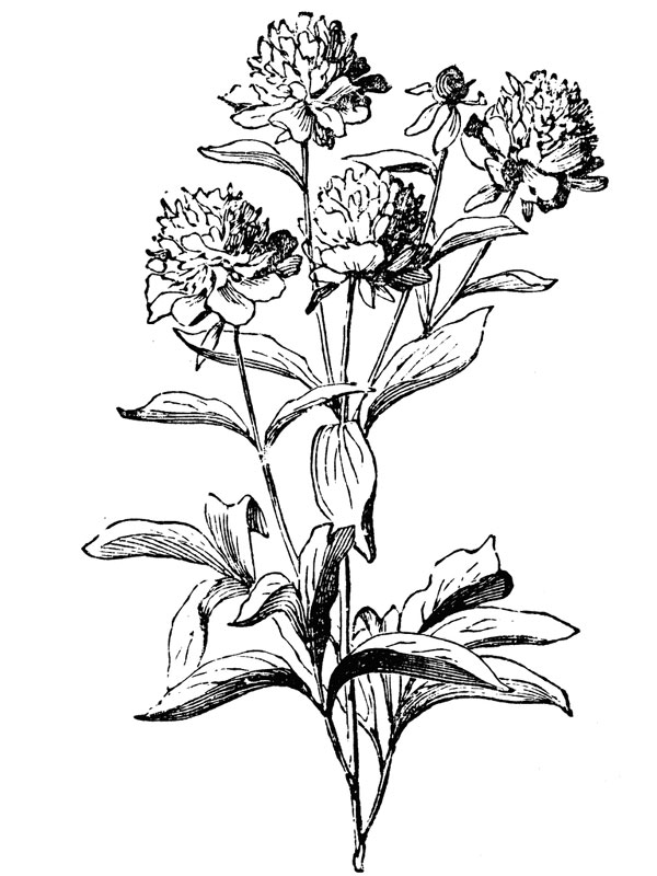 Paeonia albiflora