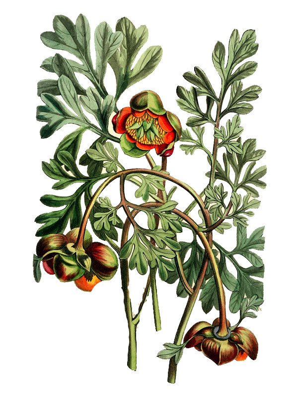 Paeonia brownii
