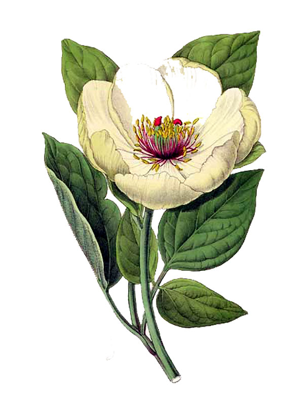 Paeonia daurica