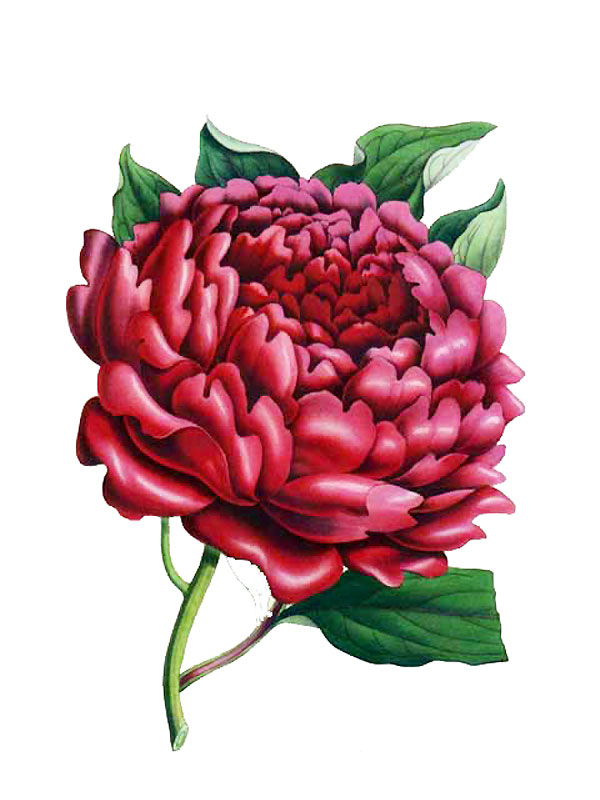 Paeonia delachii